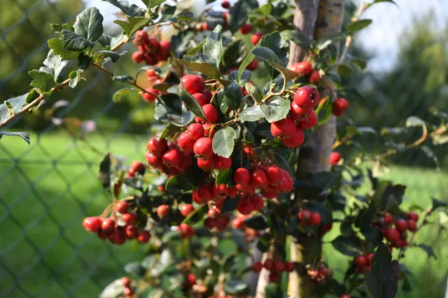 Crataegus × grignonensis — katalog fotoğrafı