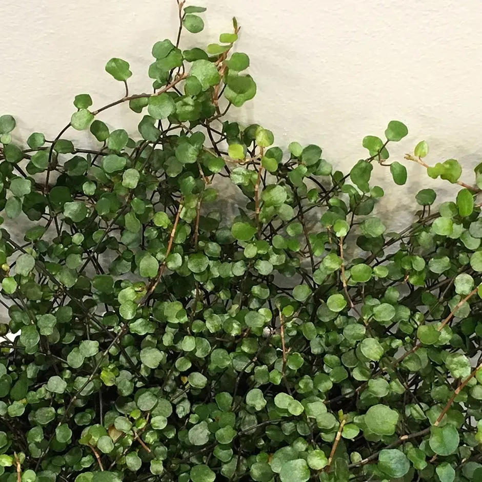 Muehlenbeckia complexa — katalog fotoğrafı