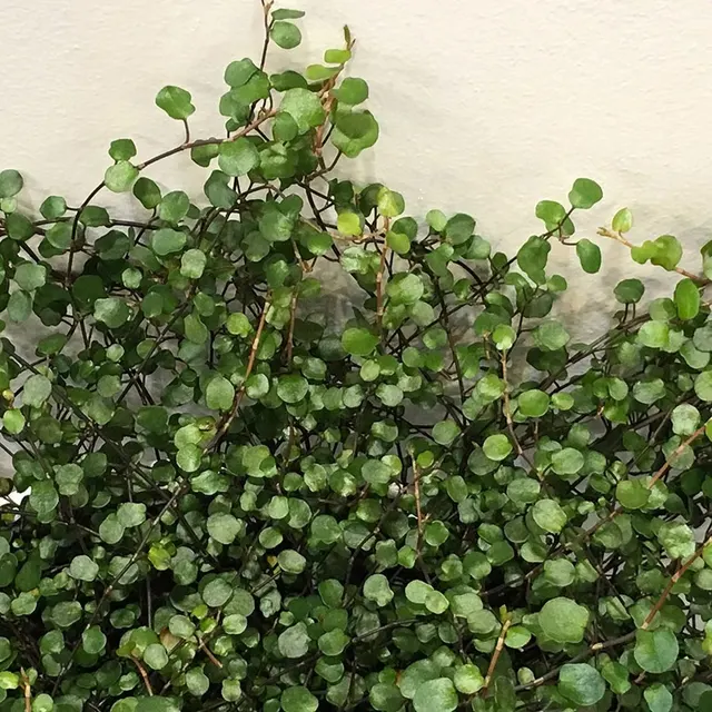 Muehlenbeckia complexa — katalog fotoğrafı