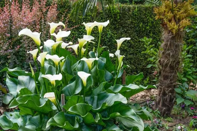 Zantedeschia aethiopica — katalog fotoğrafı