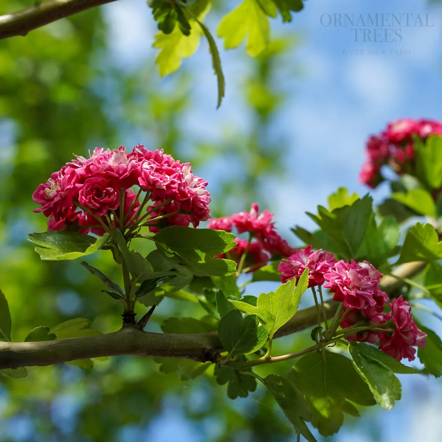 Crataegus laevigata ‘Paul’s Scarlet’ — katalog fotoğrafı
