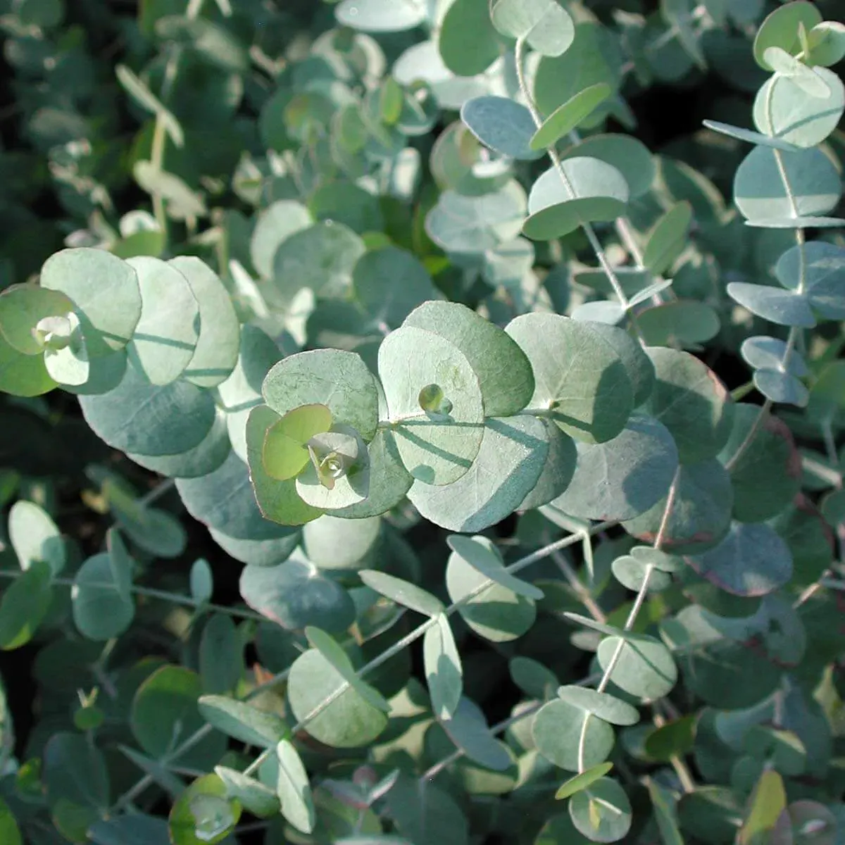 Eucalyptus cinerea — katalog fotoğrafı