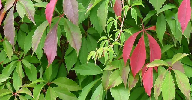 Parthenocissus quinquefolia ‘Engelmannii’ — katalog fotoğrafı
