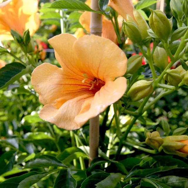 Campsis × tagliabuana ‘Summer Jazz’ Gold Trumpet — katalog fotoğrafı