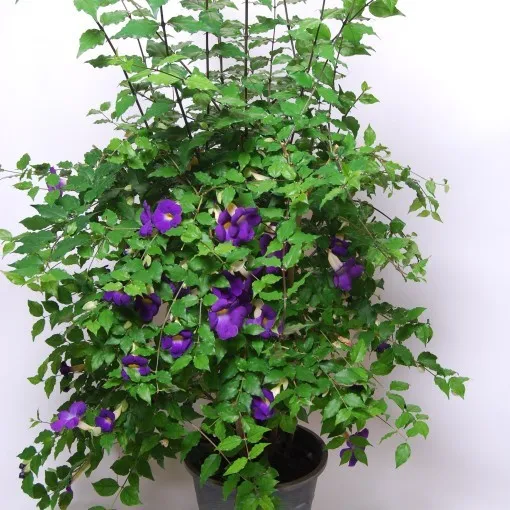 Thunbergia erecta — katalog fotoğrafı