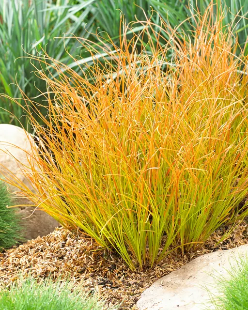 Carex testacea ‘Prairie Fire’ — katalog fotoğrafı