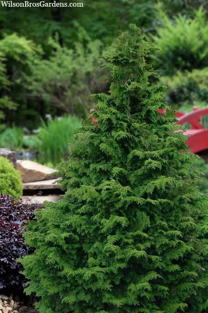 Chamaecyparis obtusa — katalog fotoğrafı