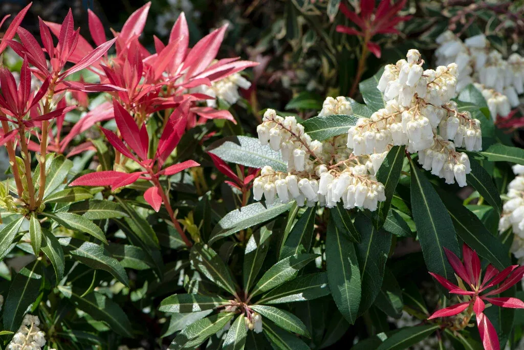 Pieris japonica ‘Mountain Fire’ — katalog fotoğrafı