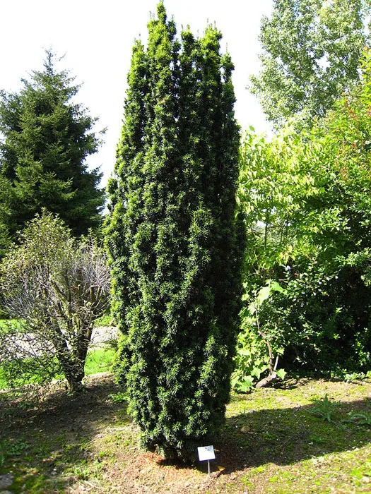 Taxus baccata ‘Fastigiata’ — katalog fotoğrafı