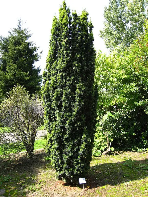 Taxus baccata ‘Fastigiata’ — katalog fotoğrafı
