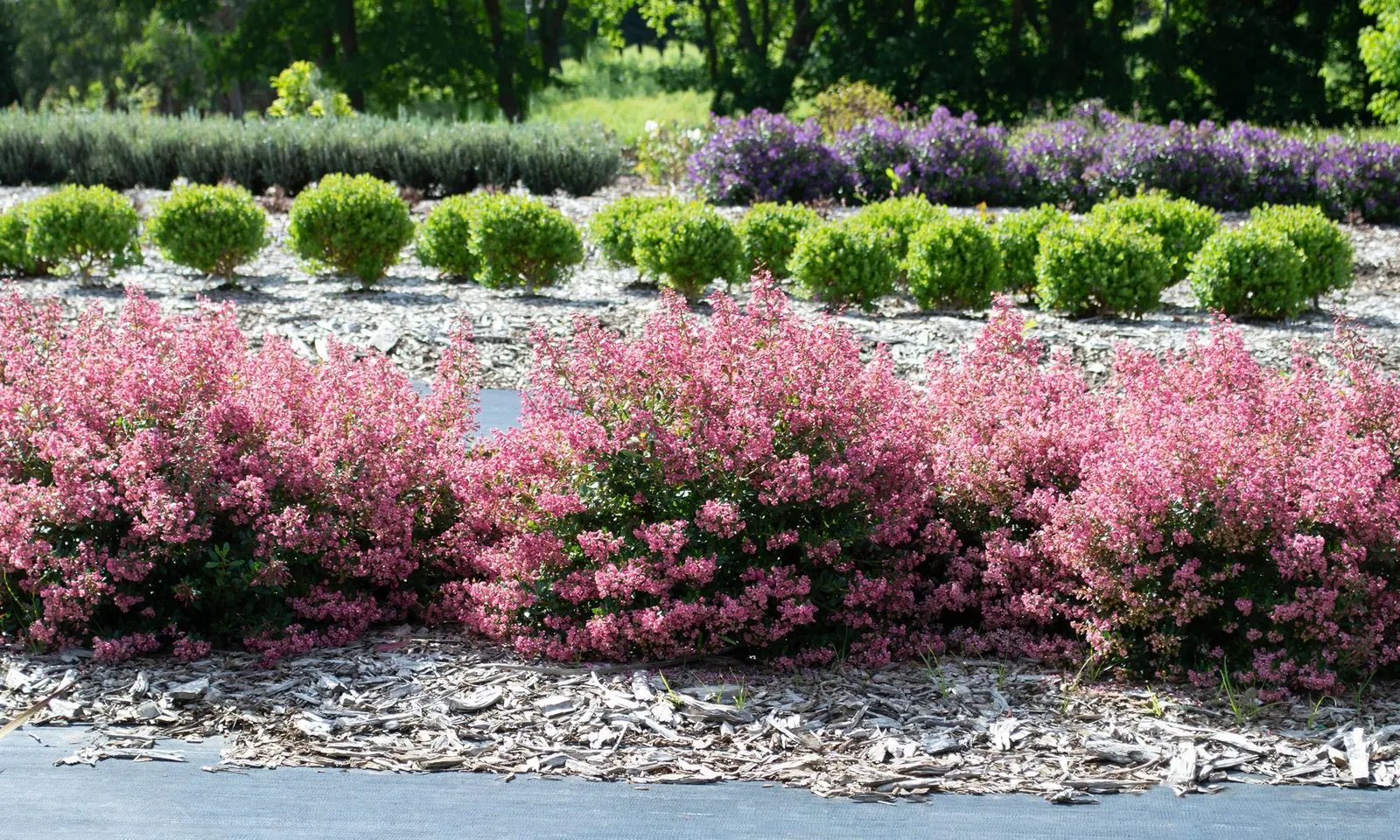 Escallonia ‘Apple Blossom’ — katalog fotoğrafı