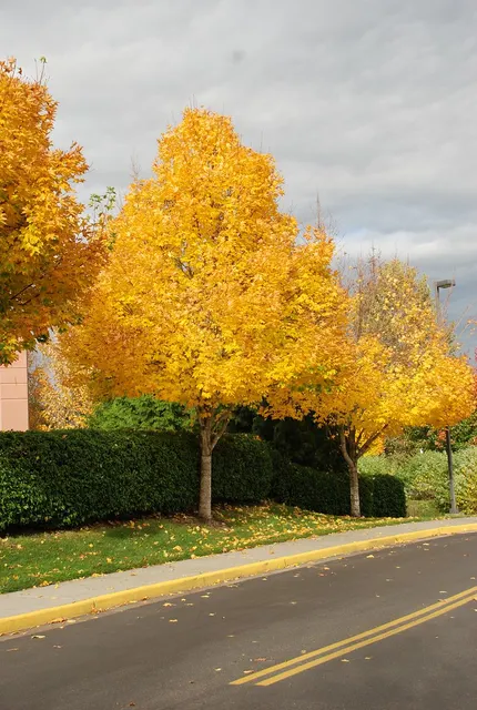 Acer platanoides ‘Emerald Queen’ — katalog fotoğrafı