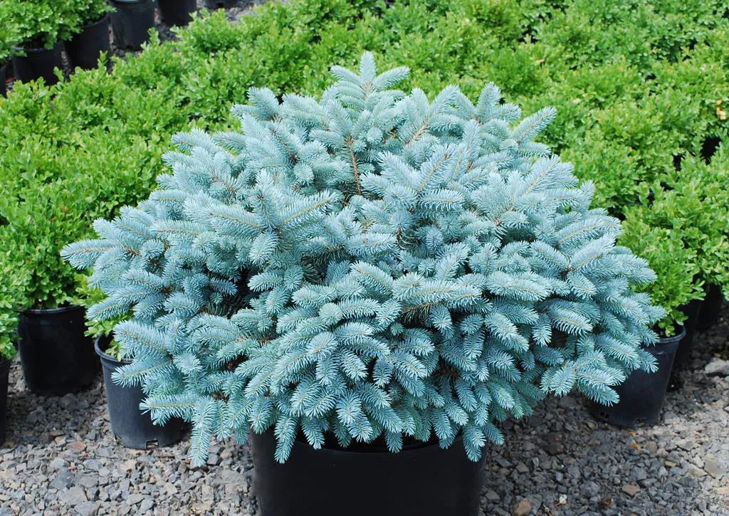 Picea pungens ‘Glauca Globosa’ — katalog fotoğrafı