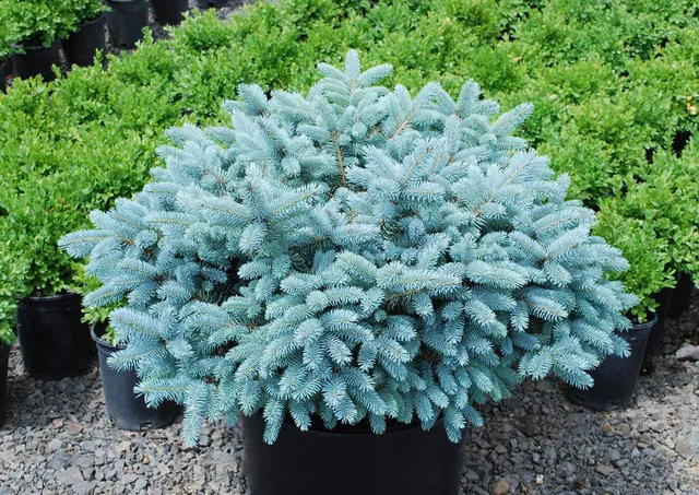 Picea pungens ‘Glauca Globosa’ — katalog fotoğrafı