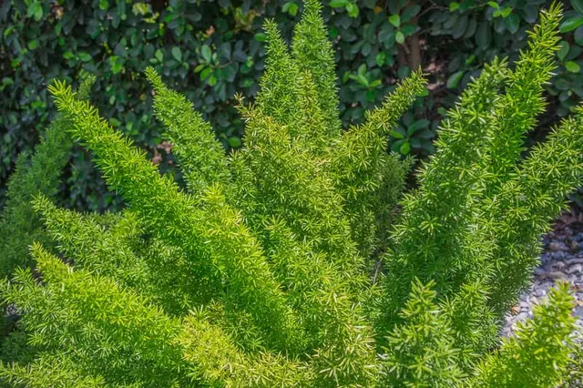 Asparagus densiflorus ‘Meyeri’ — katalog fotoğrafı