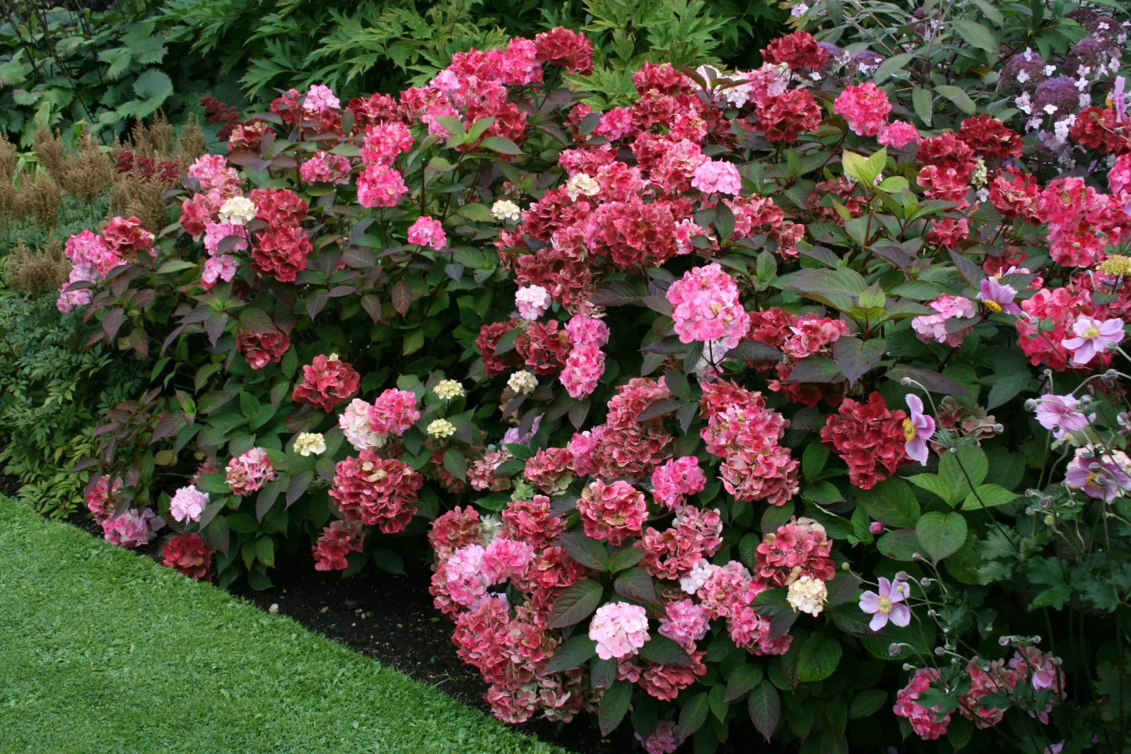 Hydrangea serrata ‘Preziosa’ — katalog fotoğrafı