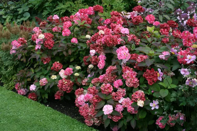 Hydrangea serrata ‘Preziosa’ — katalog fotoğrafı