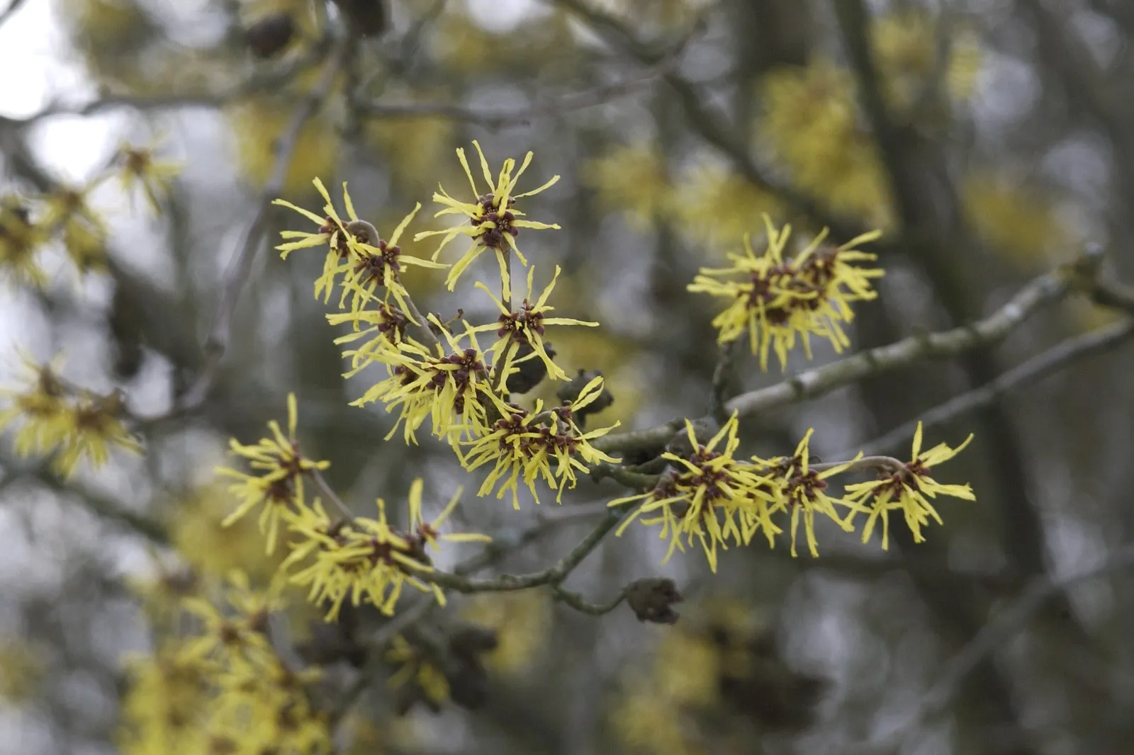Hamamelis × intermedia — katalog fotoğrafı