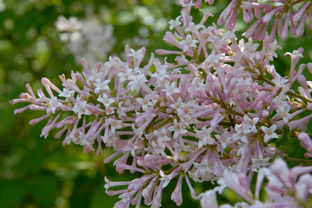 Syringa villosa — katalog fotoğrafı