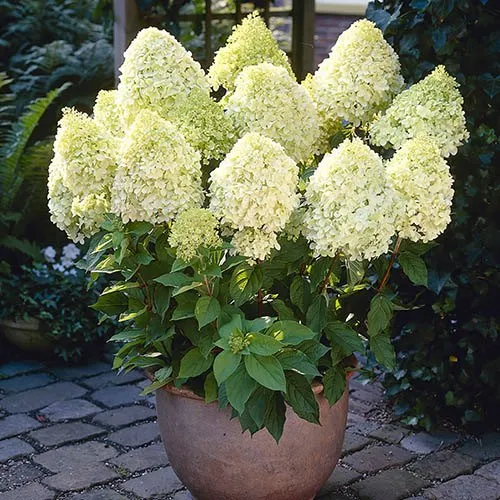 Hydrangea paniculata — katalog fotoğrafı