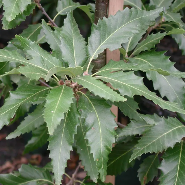Quercus castaneifolia — katalog fotoğrafı