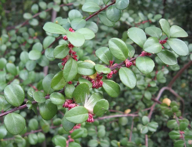 Myrsine africana — katalog fotoğrafı