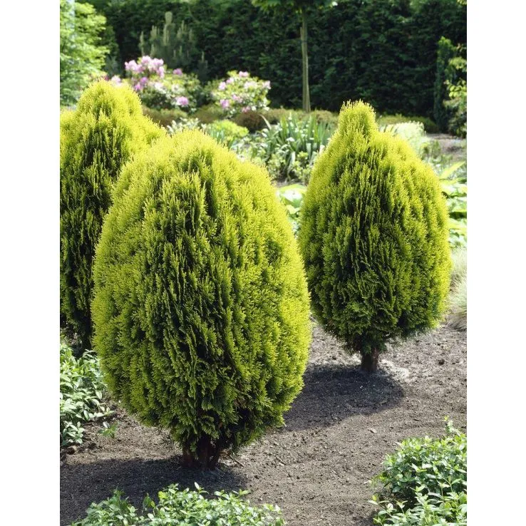 Thuja orientalis ‘Aurea Nana’ — katalog fotoğrafı