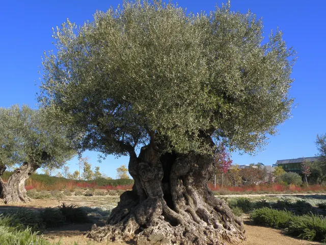 Olea europaea — katalog fotoğrafı
