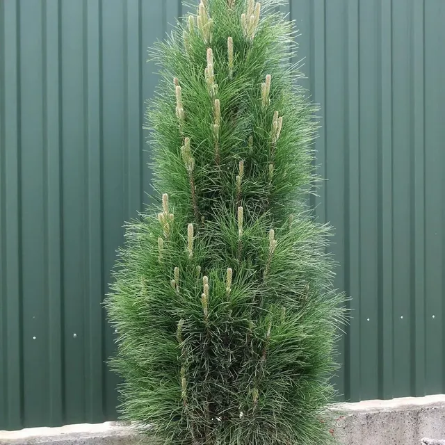 Pinus nigra ‘Green Tower’ — katalog fotoğrafı
