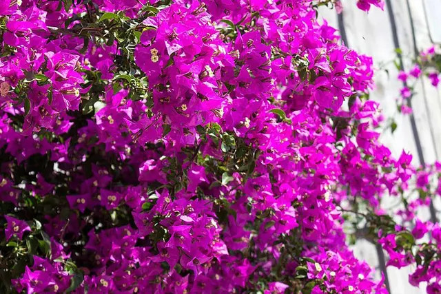 Bougainvillea glabra ‘Alexandra’ — katalog fotoğrafı