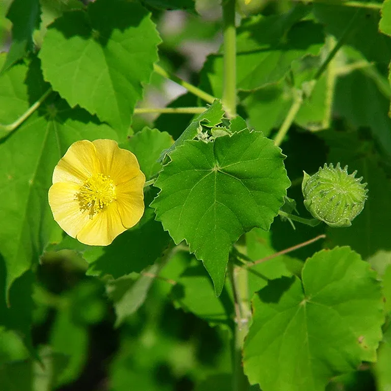 Abutilon indicum — katalog fotoğrafı
