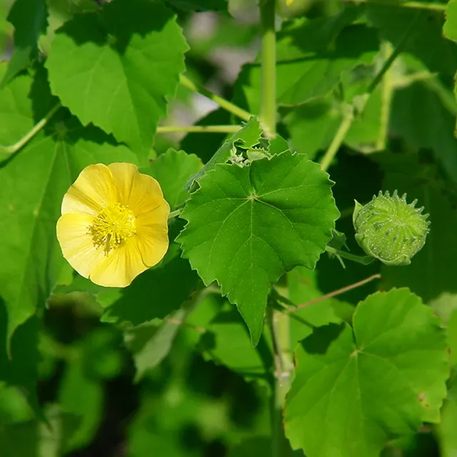 Abutilon indicum — katalog fotoğrafı