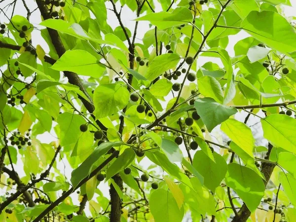 Celtis occidentalis — katalog fotoğrafı