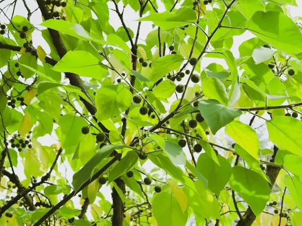 Celtis occidentalis — katalog fotoğrafı