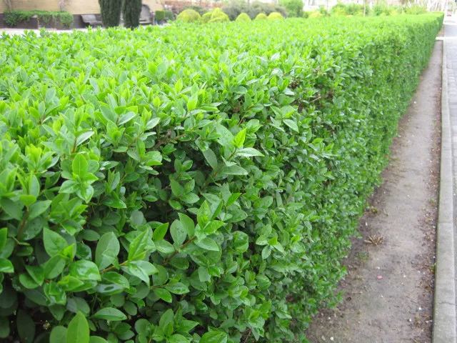 Ligustrum ovalifolium — katalog fotoğrafı