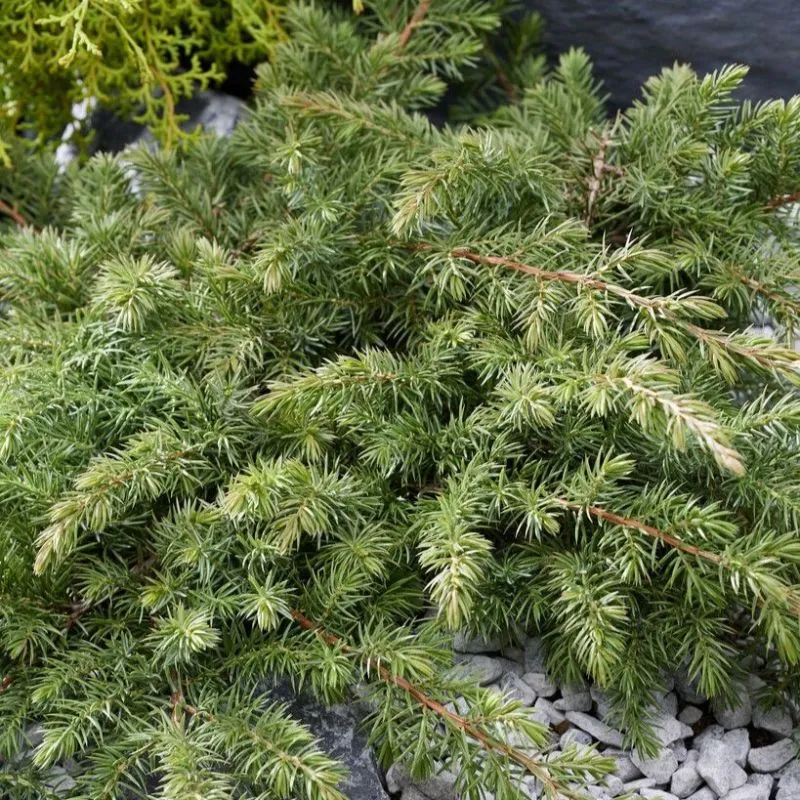 Juniperus conferta ‘Schlager’ — katalog fotoğrafı