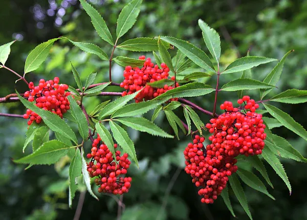 Sambucus racemosa — katalog fotoğrafı
