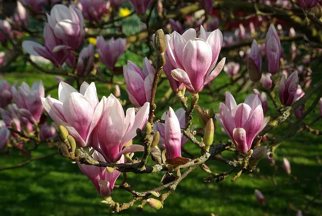 Magnolia × soulangeana — katalog fotoğrafı