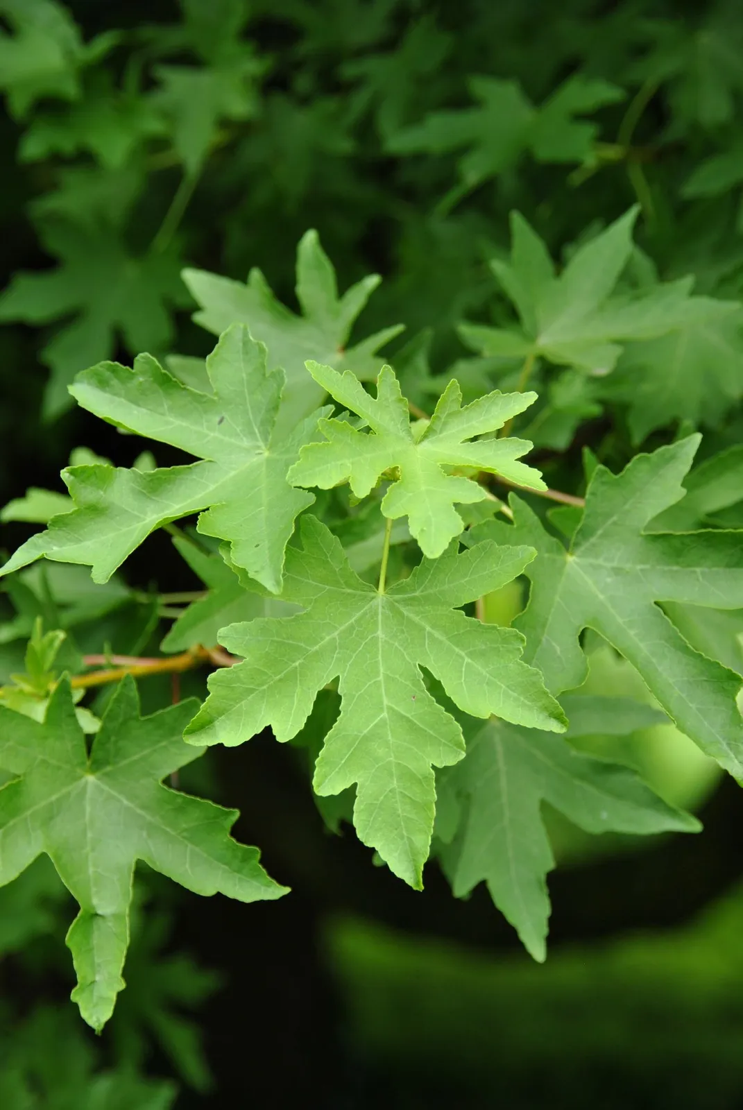 Liquidambar orientalis — katalog fotoğrafı