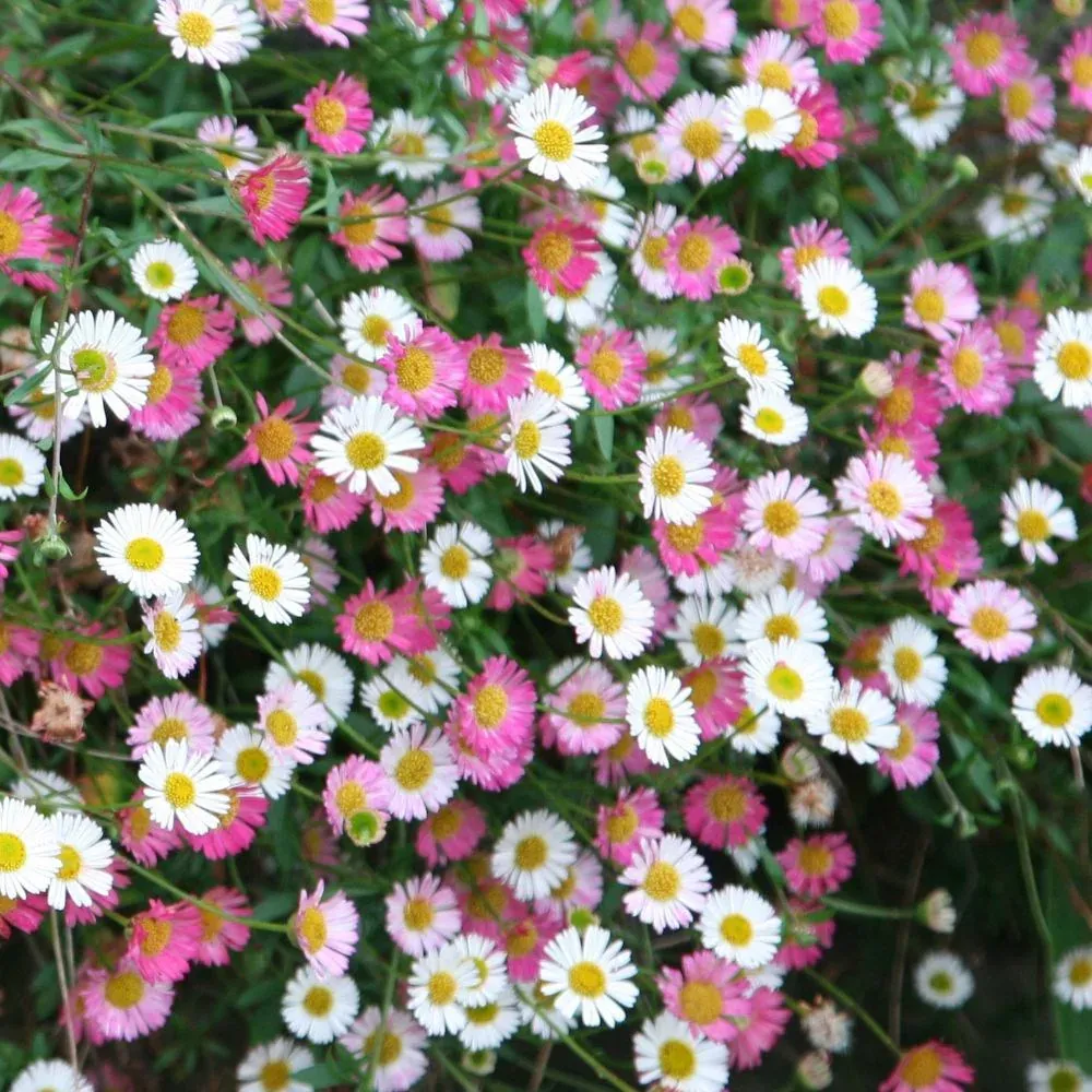Erigeron mucronatus — katalog fotoğrafı