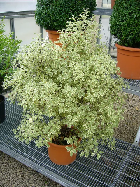 Pittosporum tenuifolium ‘Silver Queen’ — katalog fotoğrafı