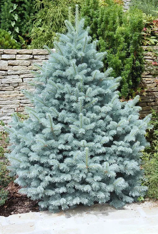 Picea pungens ‘Fat Albert’ — katalog fotoğrafı