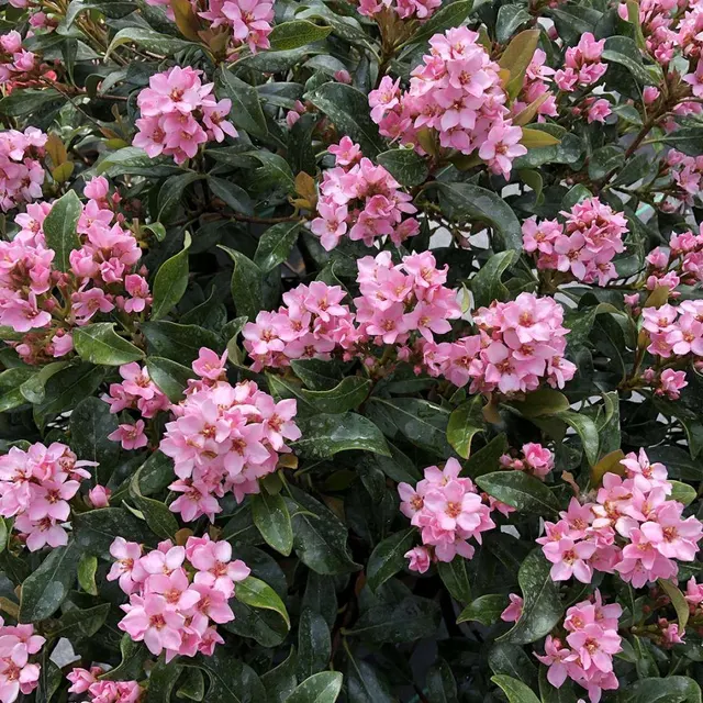 Rhaphiolepis indica ‘Springtime’ — katalog fotoğrafı