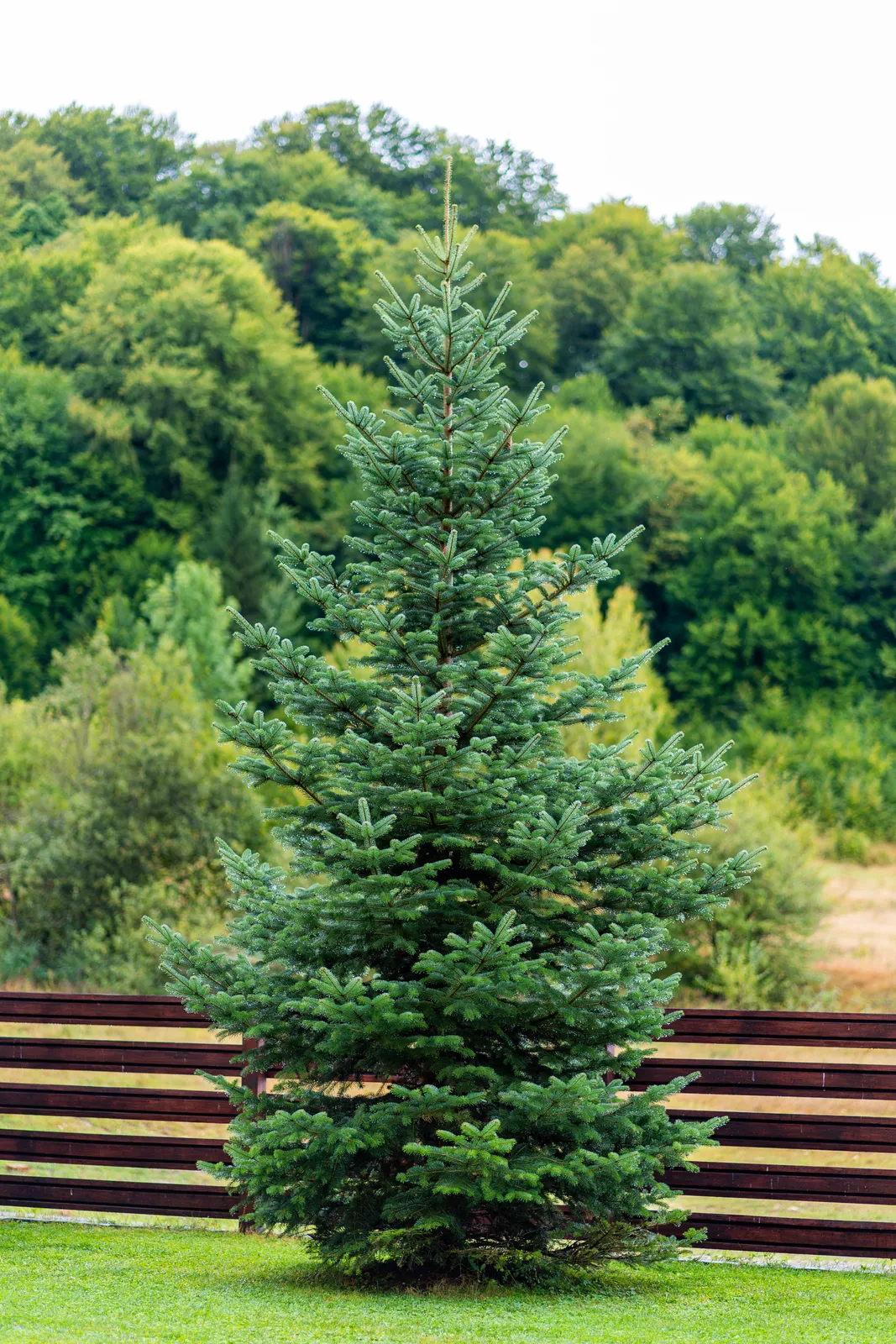 Abies nordmanniana subsp. bornmuelleriana — katalog fotoğrafı