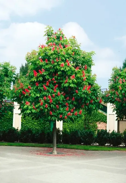 Aesculus × carnea ‘Briotii’ — katalog fotoğrafı