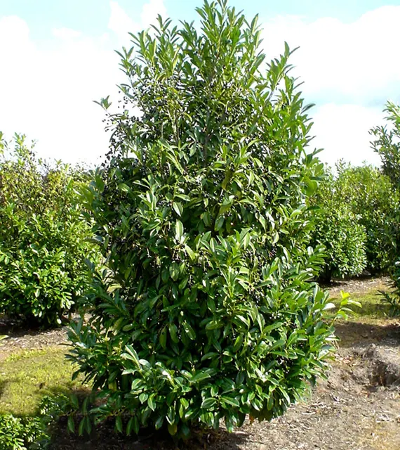Prunus laurocerasus ‘Caucasica’ — katalog fotoğrafı
