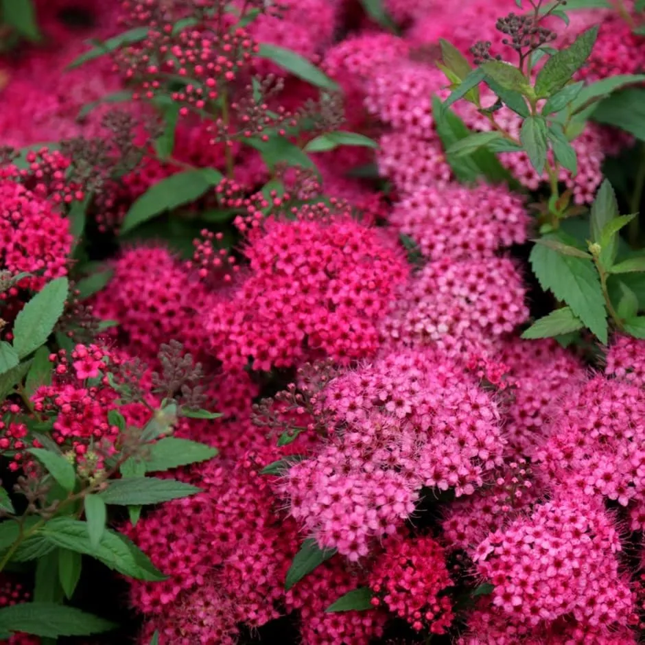 Spiraea japonica ‘Anthony Waterer’ — katalog fotoğrafı