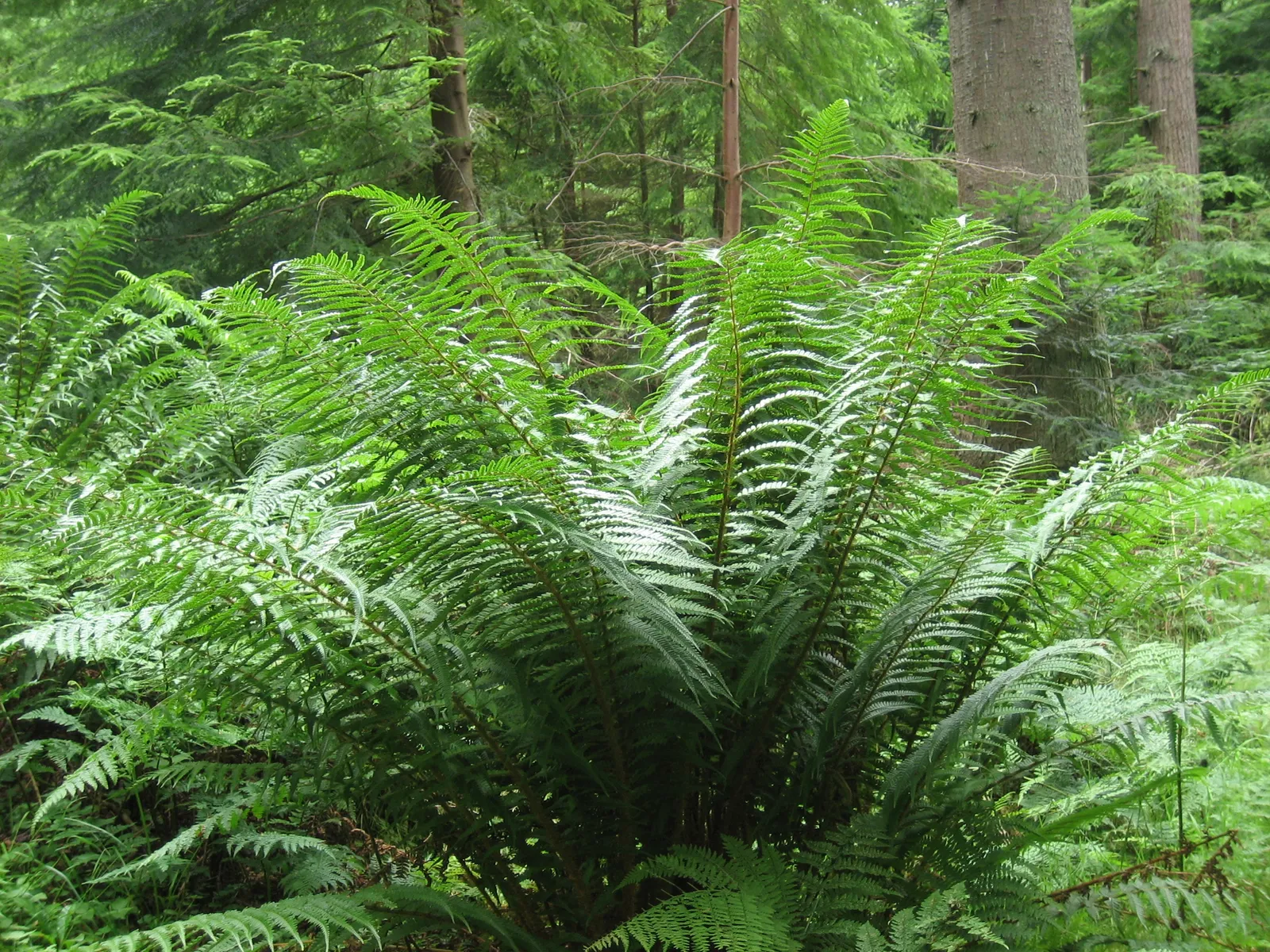 Dryopteris affinis — katalog fotoğrafı