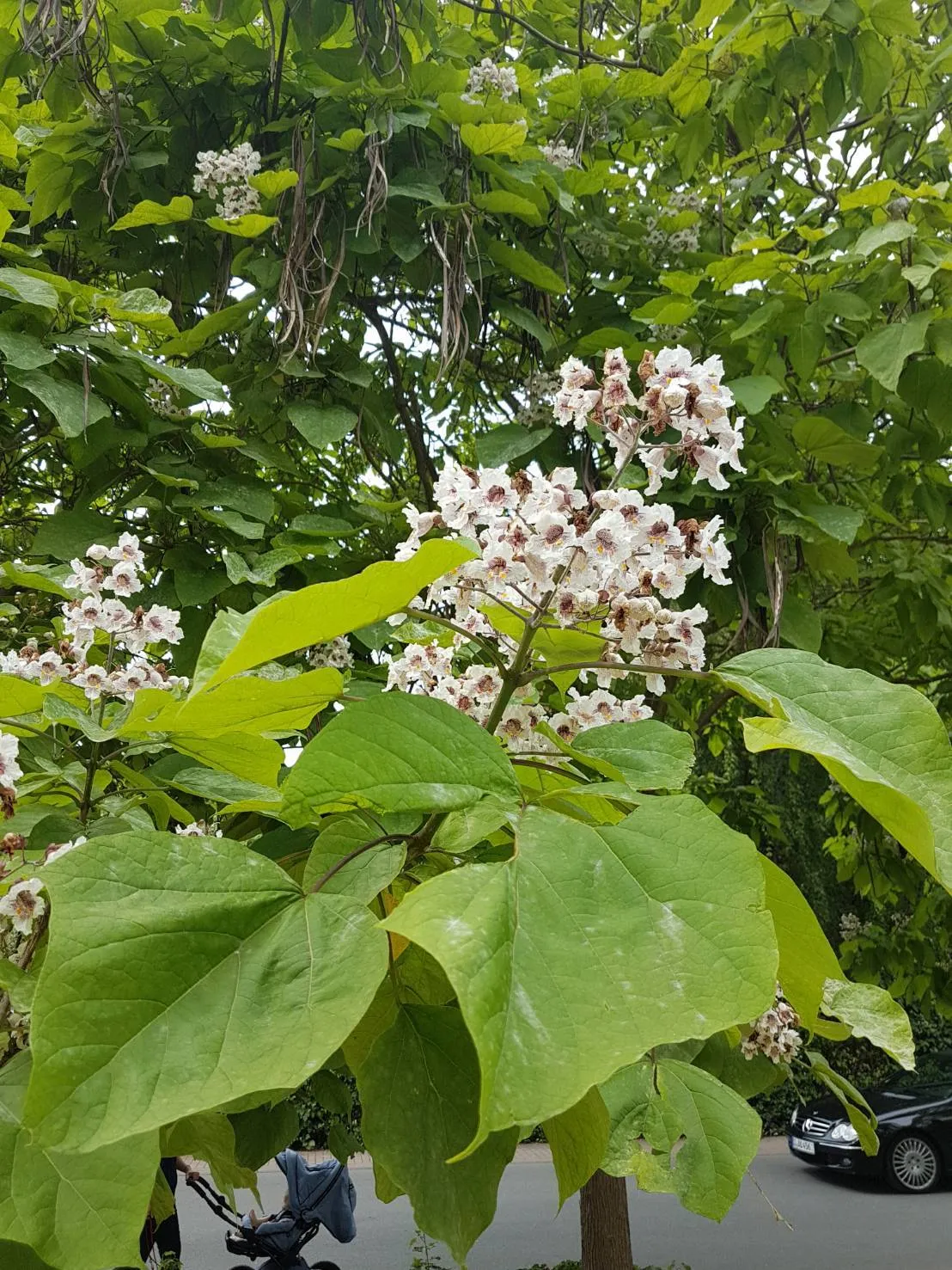 Catalpa bignonioides — katalog fotoğrafı