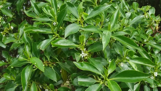 Myoporum laetum — katalog fotoğrafı